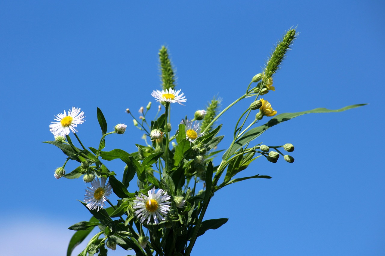 flowers  wildflowers  bouquet free photo