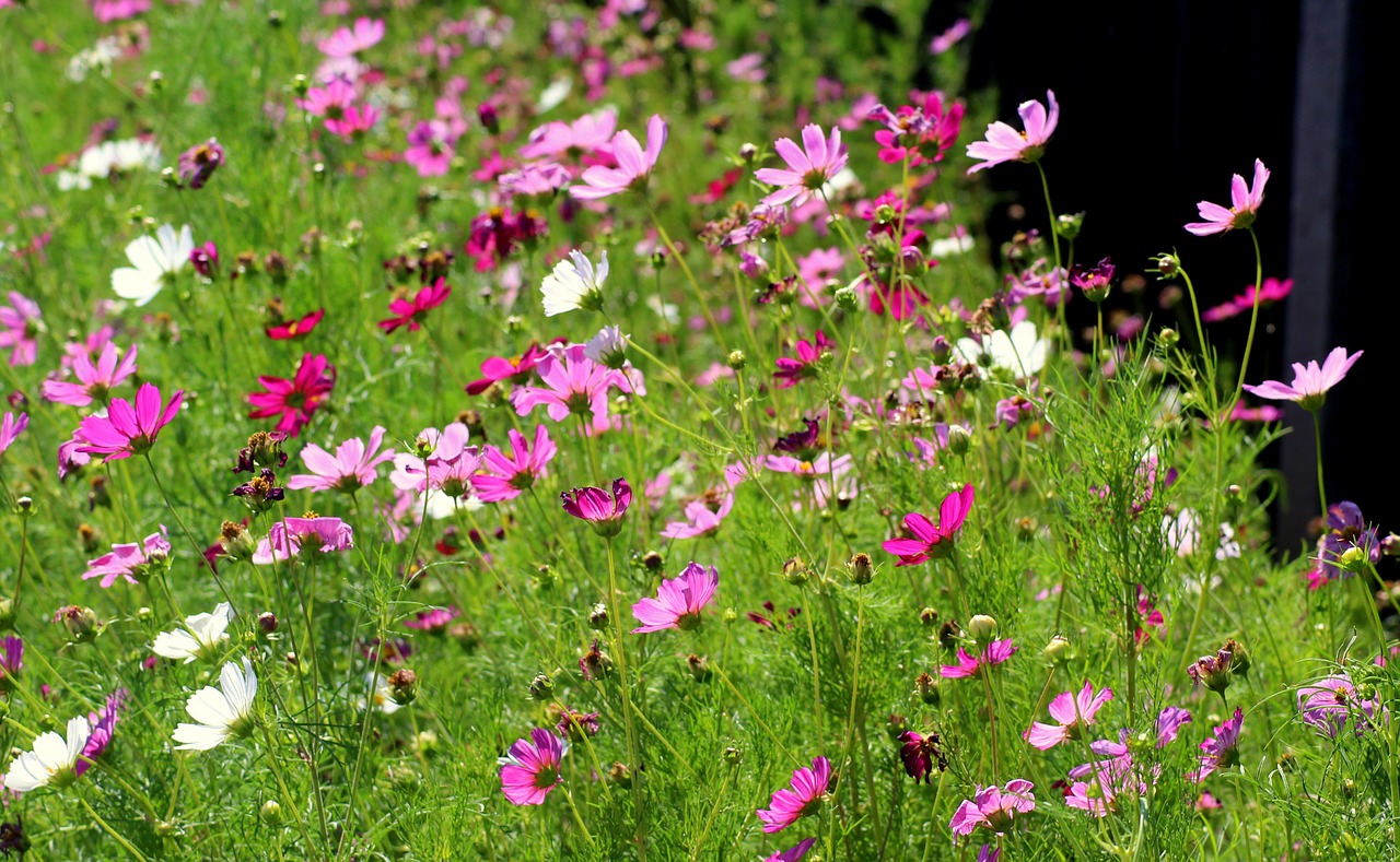 flowers  violet  cosmosy free photo