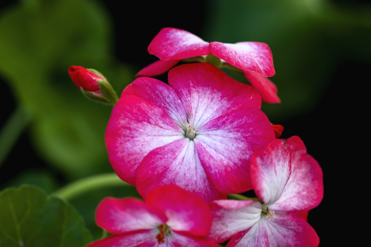 flowers  plant  petals free photo