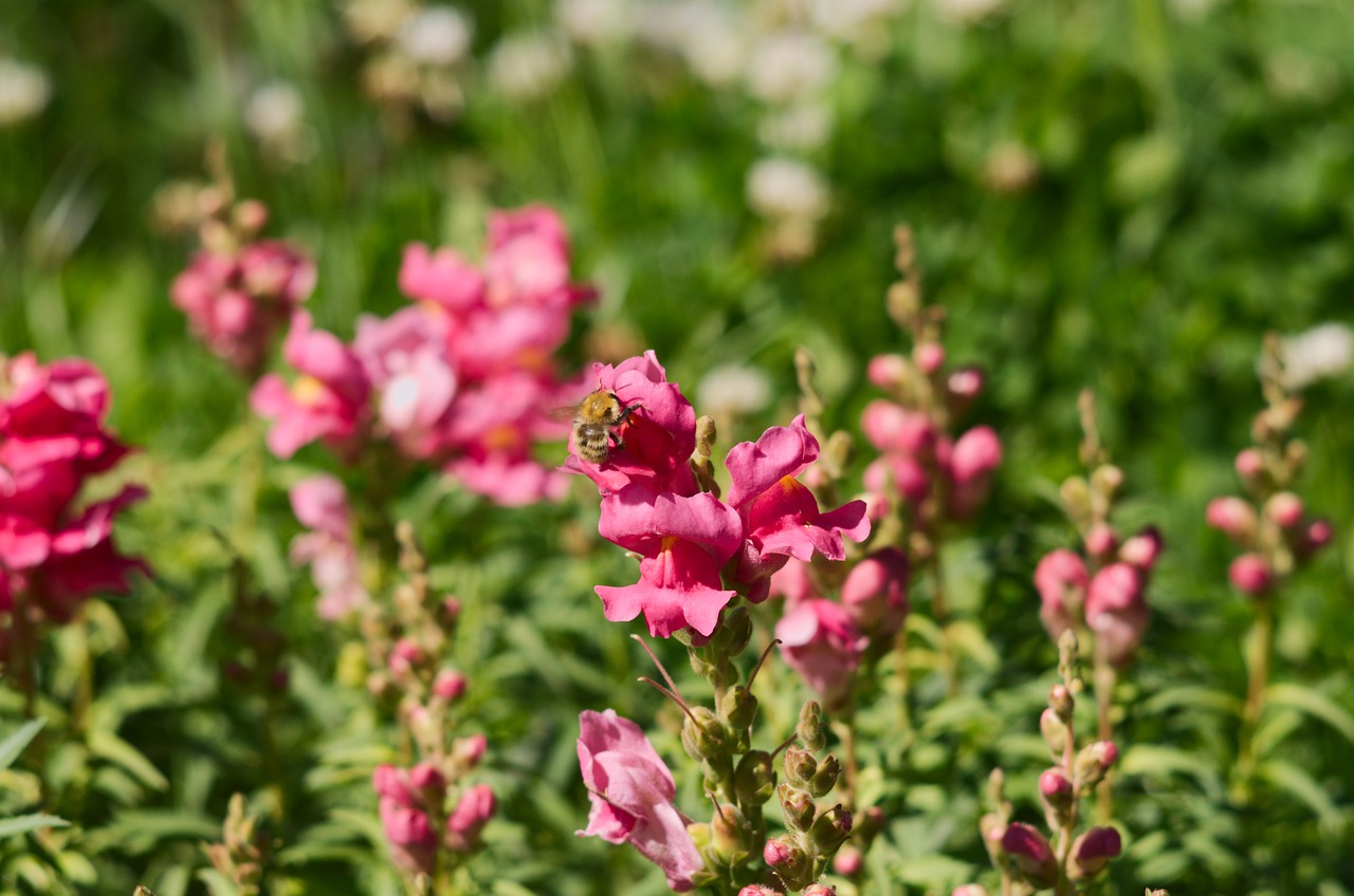 flowers  bee  summer free photo