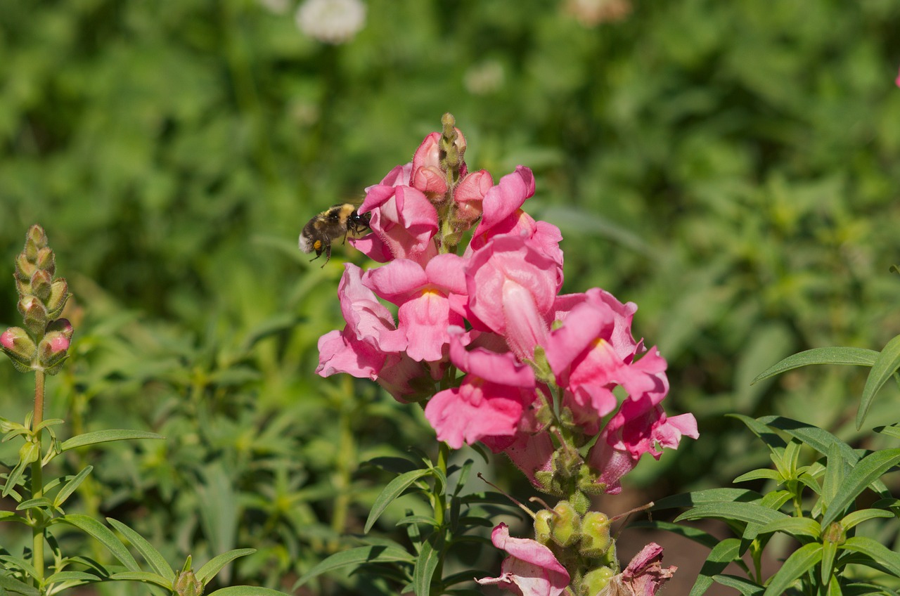 flowers  bee  summer free photo