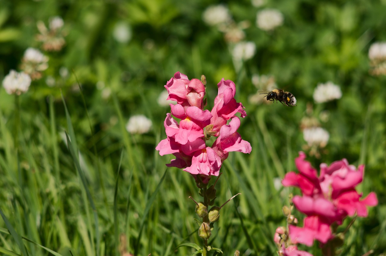 flowers  bee  summer free photo