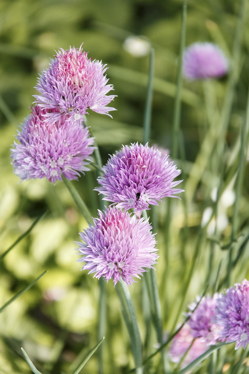 flowers  plant  chives free photo