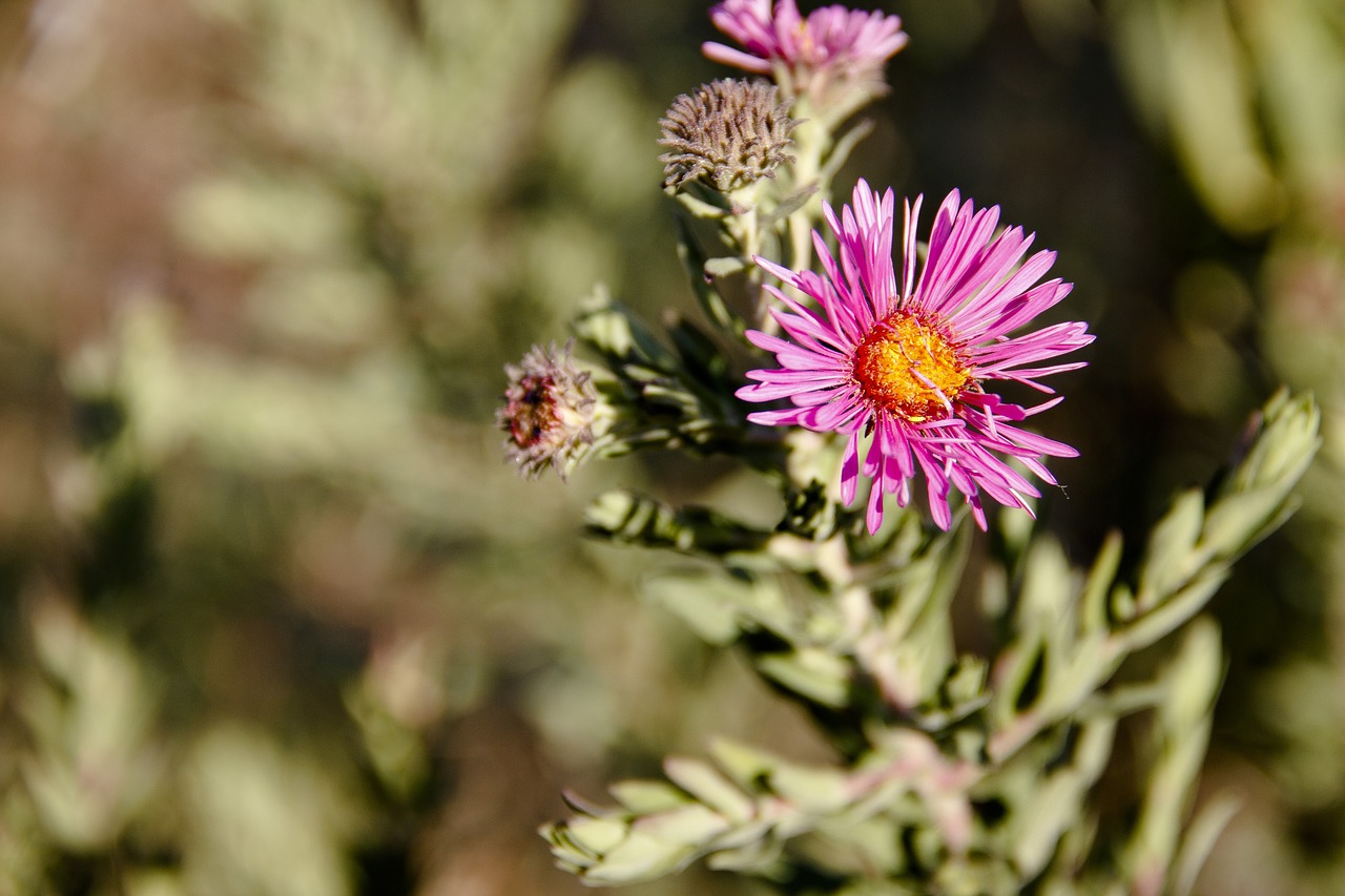 flowers  field  nature free photo