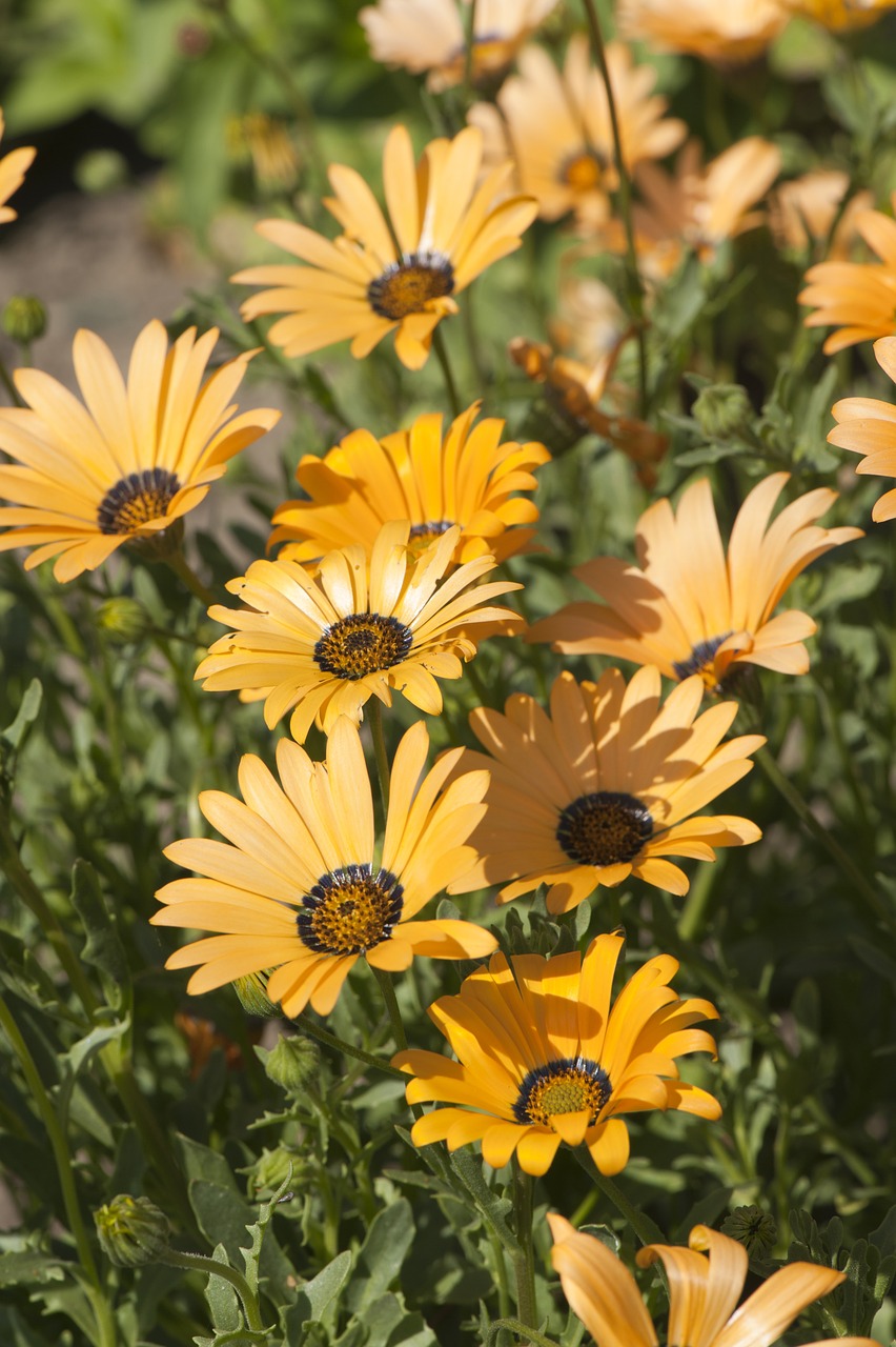 flowers  plants  bouquet free photo