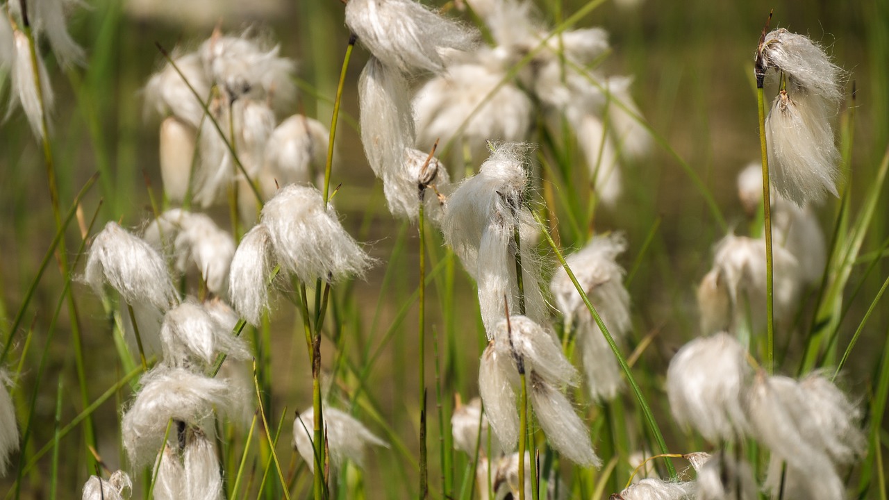 flowers  wool flowers  mountain plants free photo