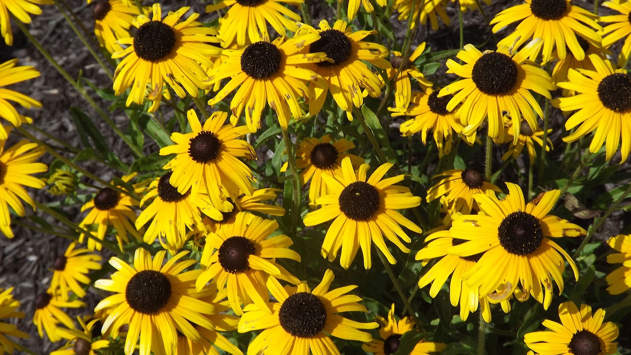 flowers  echinacea  garden free photo