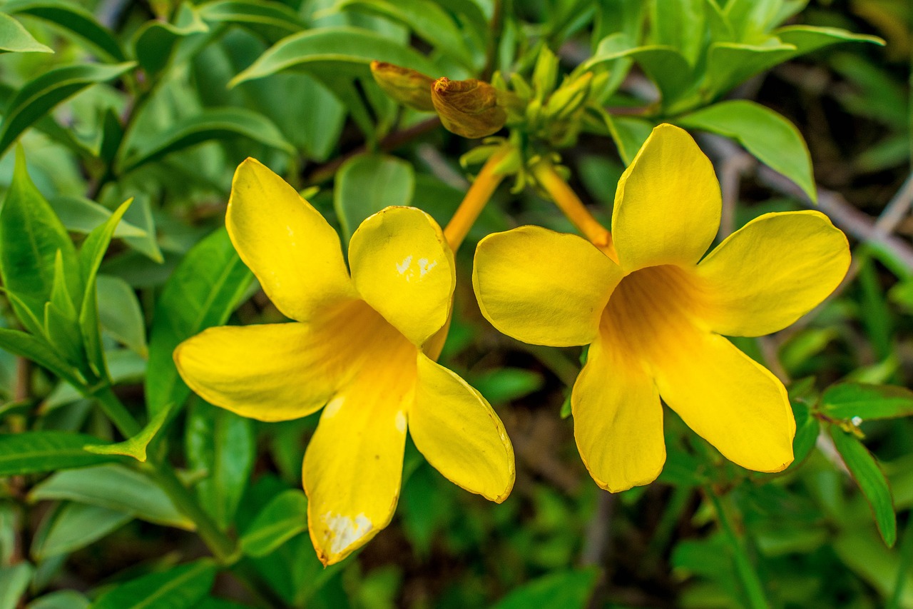 flowers  yellow  garden free photo