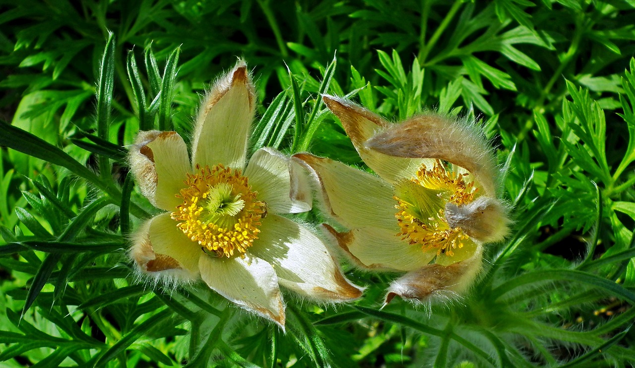 flowers  sasanki  garden free photo