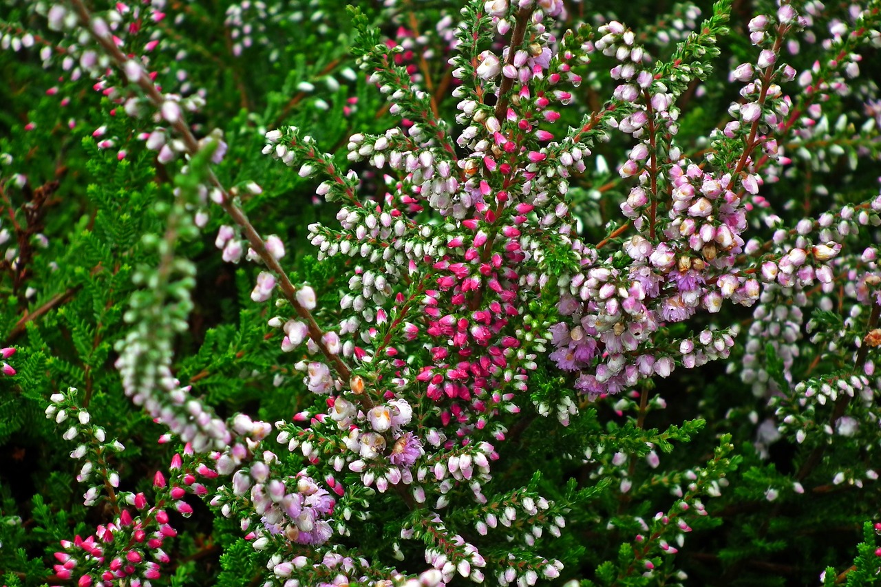 flowers  heathers  colorful free photo