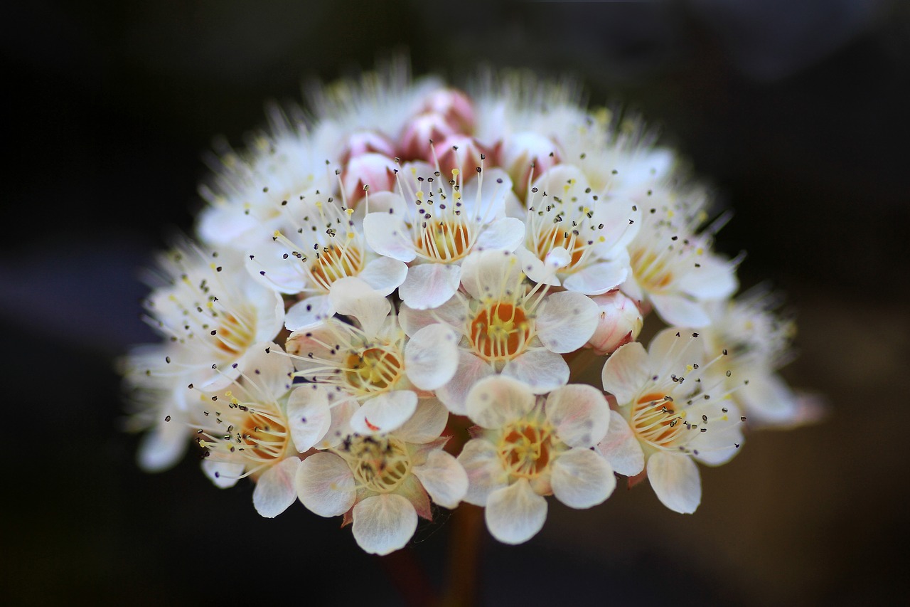 flowers  flower ball  ornamental plant free photo