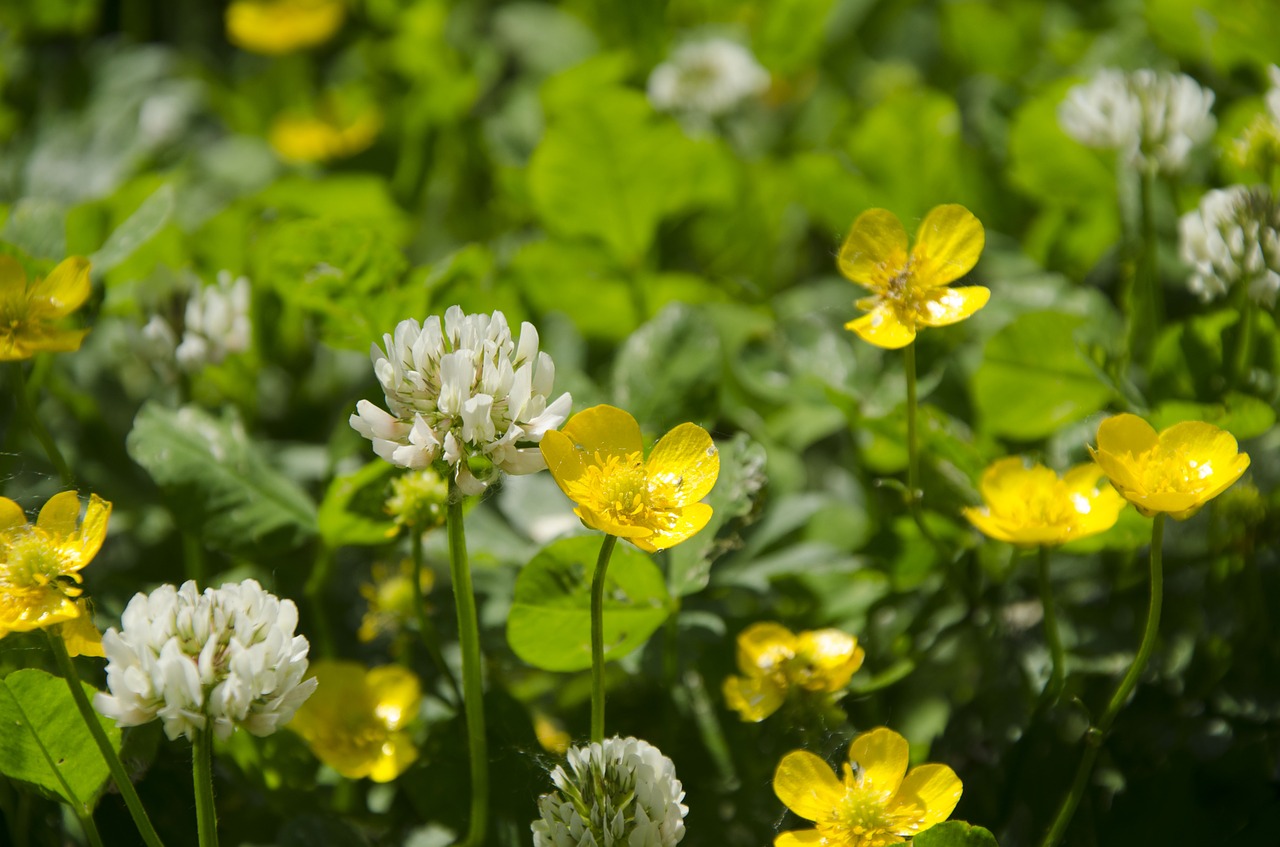 flowers  nature  yellow free photo