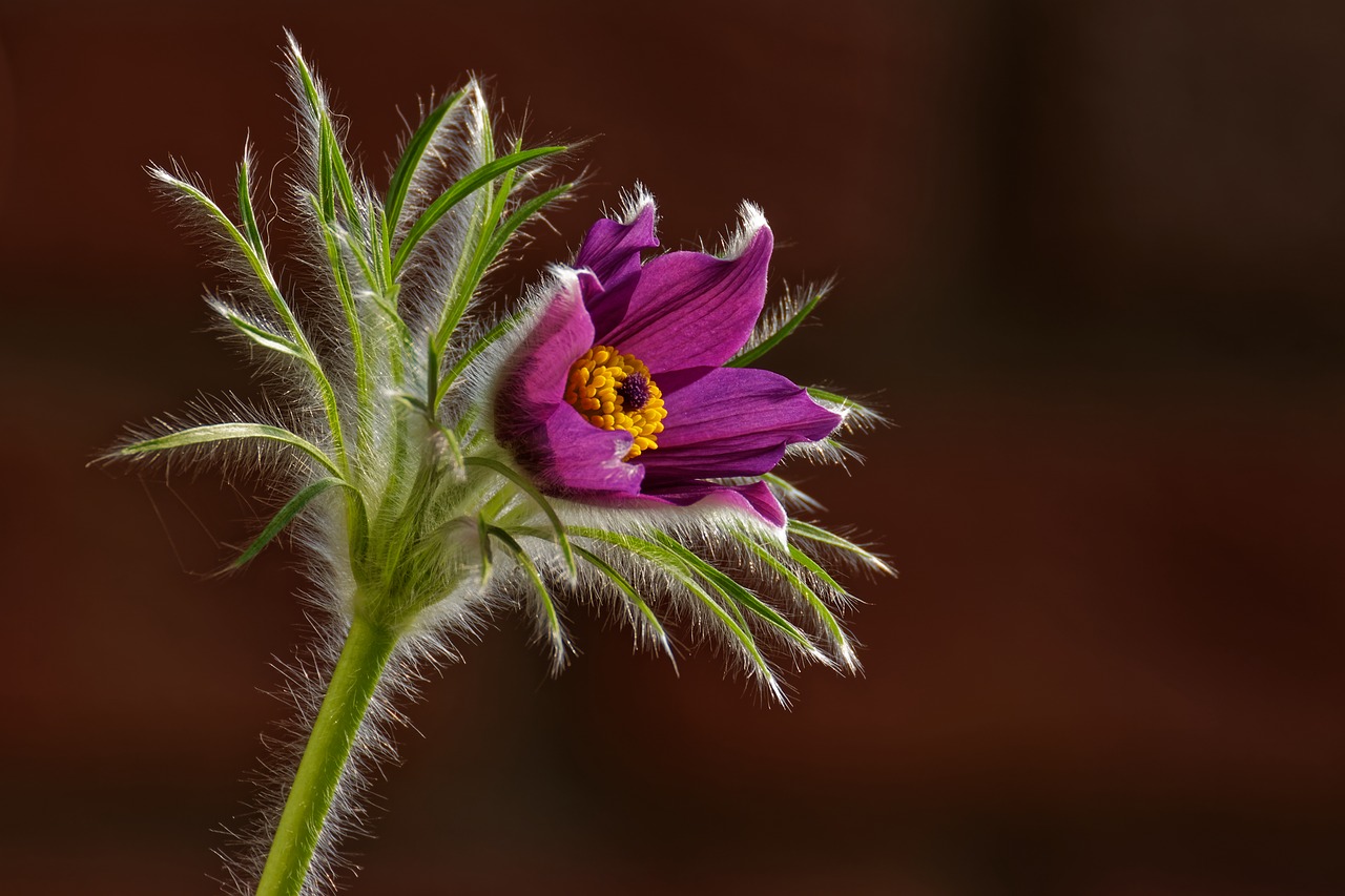 flowers  flora  plant free photo