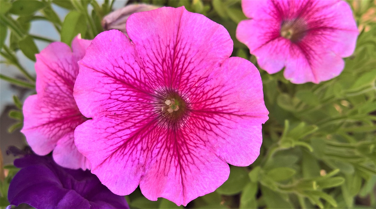 flowers  petunia  pink flowers free photo