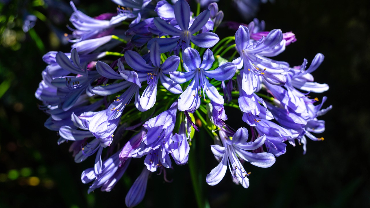 flowers  violet  nature free photo