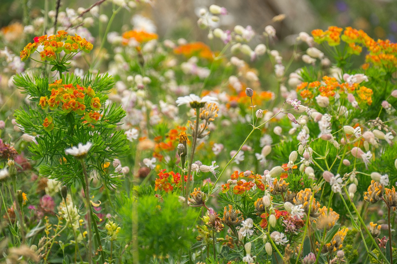 flowers  mountain flowers  wild flowers free photo