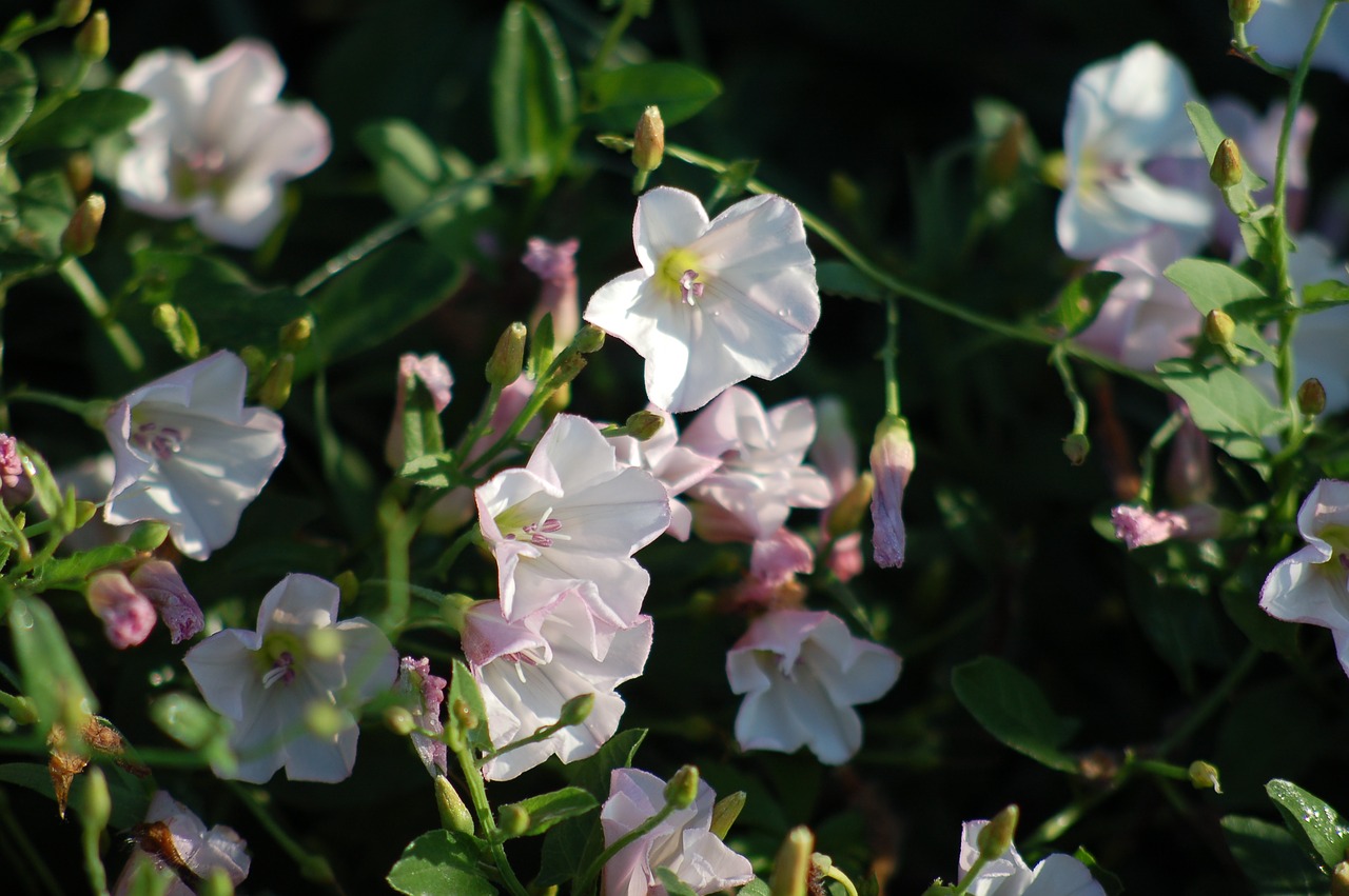 flowers  bloom  summer free photo