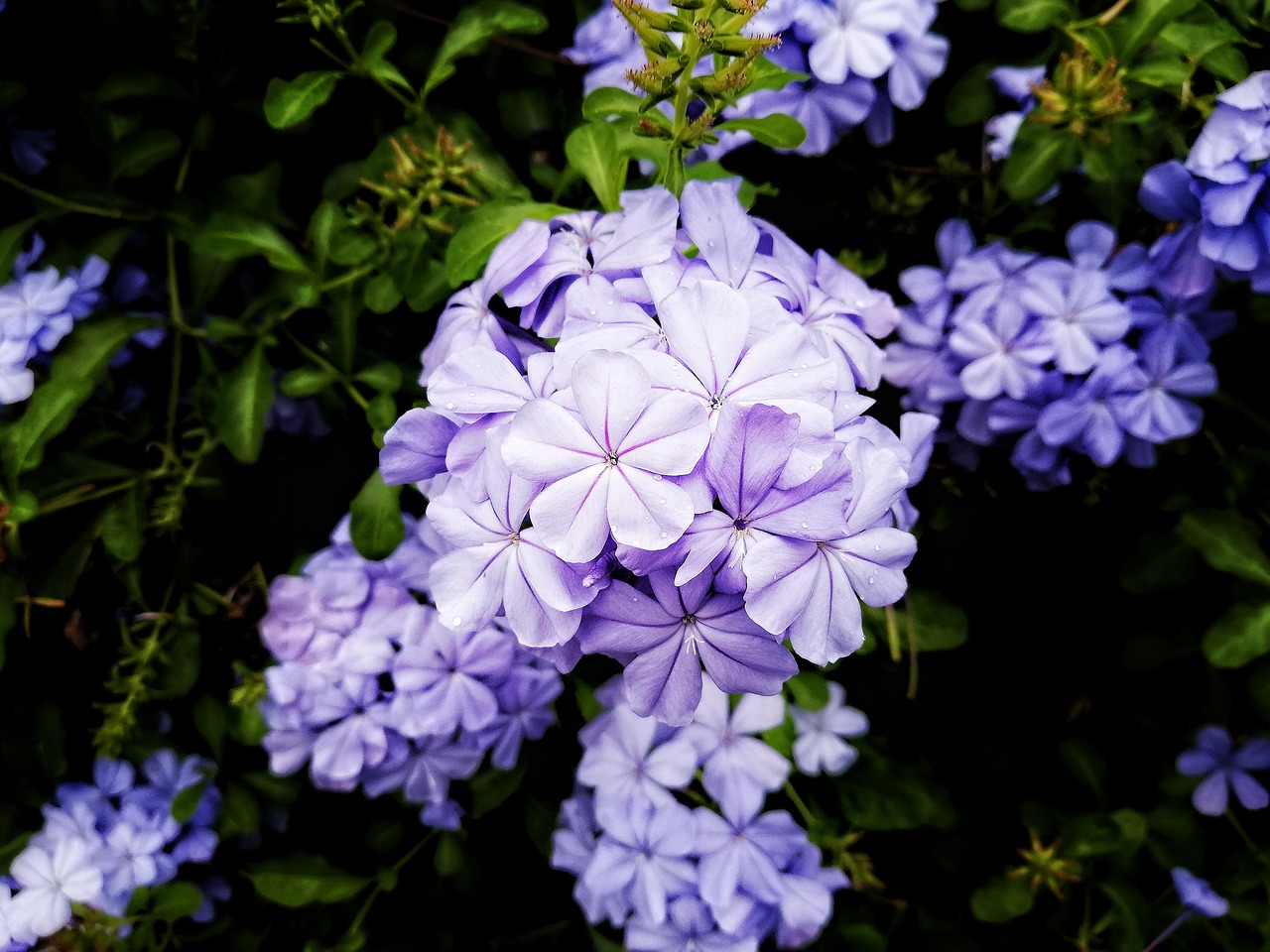 flowers  flower  purple free photo