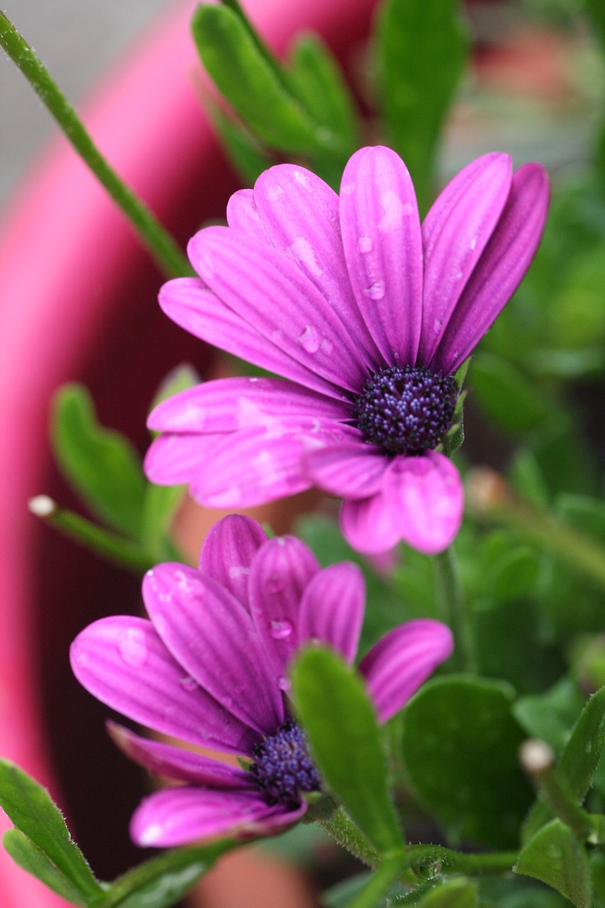 flowers  pot  garden free photo