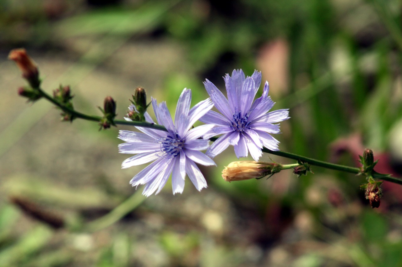 flowers  macro  plants free photo