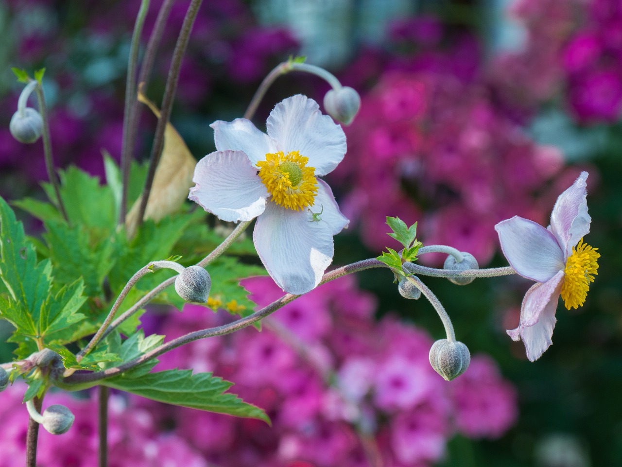 flowers  garden  summer free photo