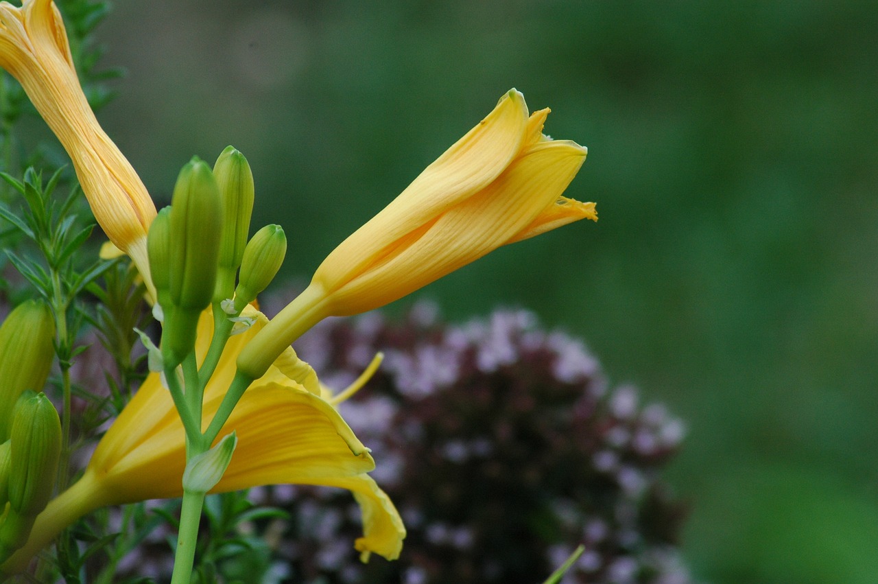 flowers  garden  yard free photo