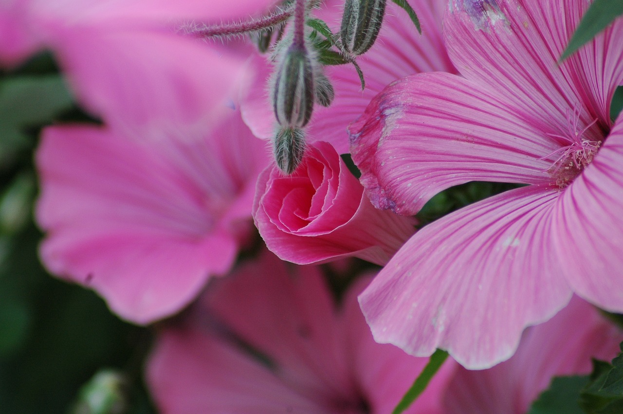 flowers  garden  yard free photo