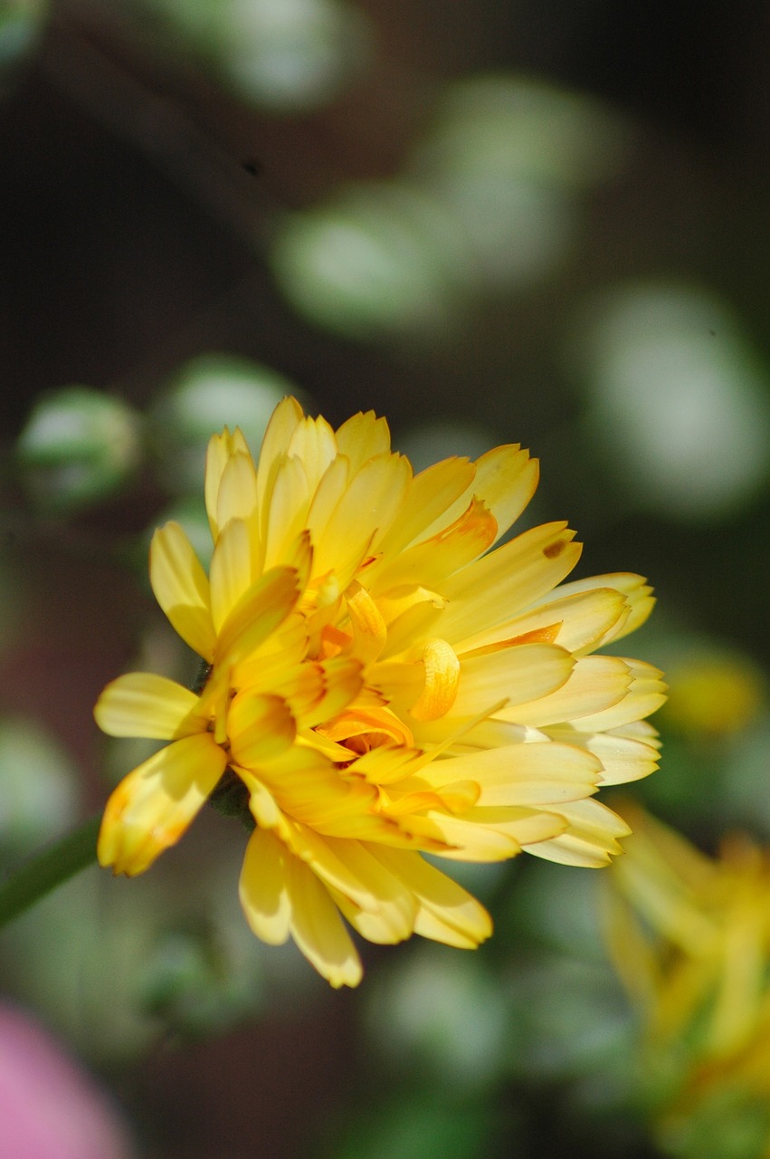 flowers  garden  yard free photo