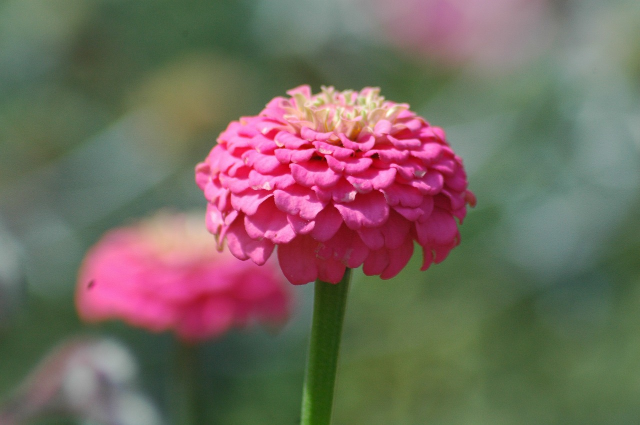 flowers  garden  yard free photo