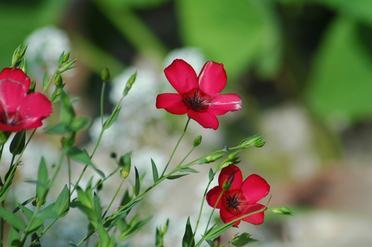 flowers  garden  yard free photo