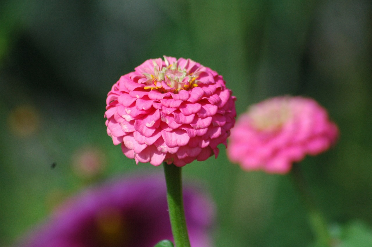 flowers  garden  yard free photo