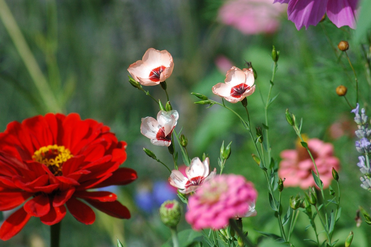 flowers  garden  yard free photo