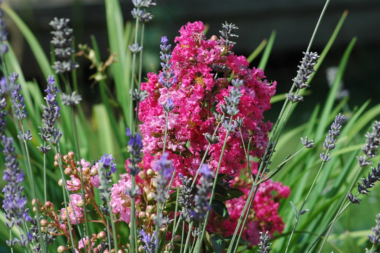 flowers  garden  yard free photo