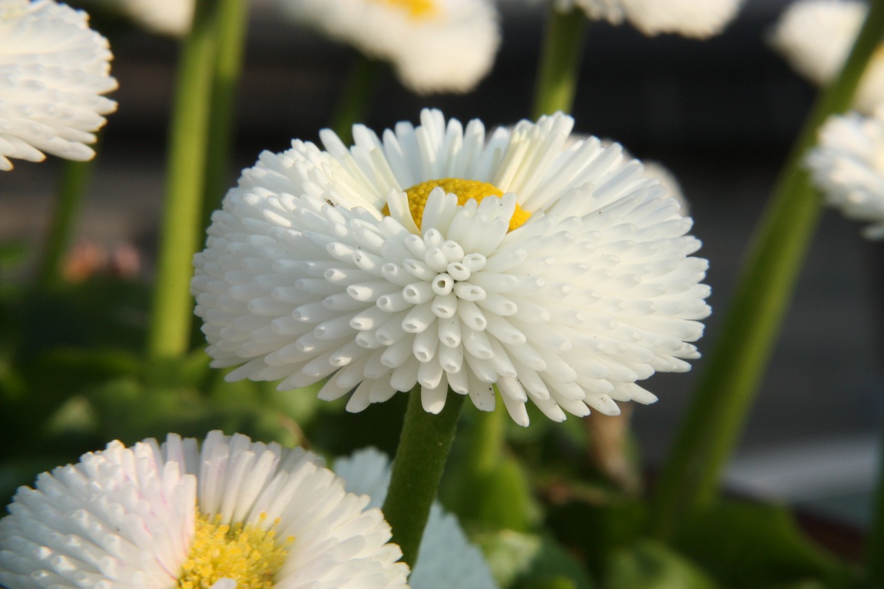 flowers  garden  flower free photo