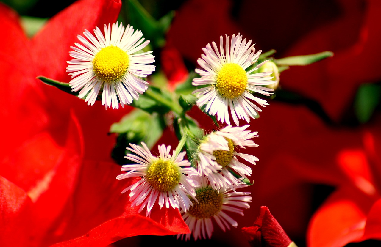 flowers  white  summer free photo