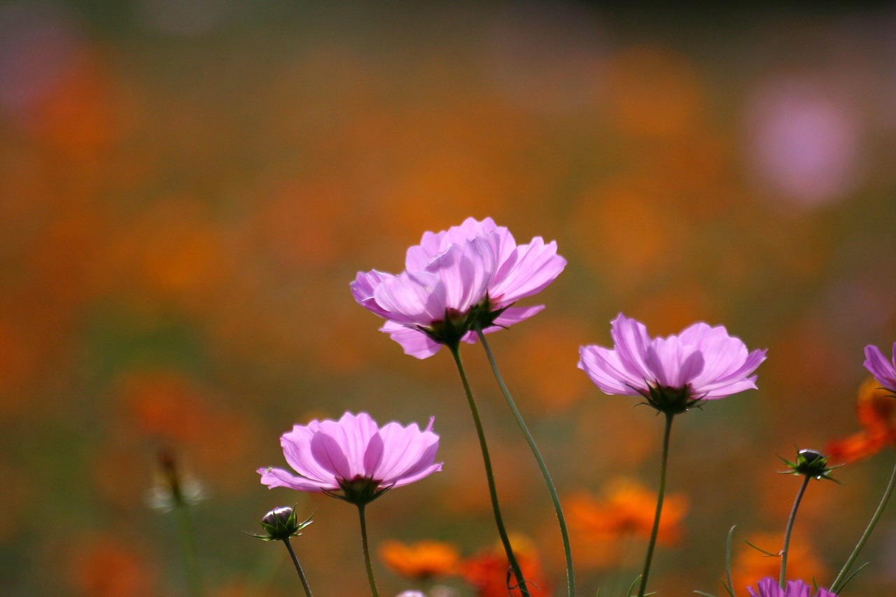 flowers  cosmos  autumn free photo