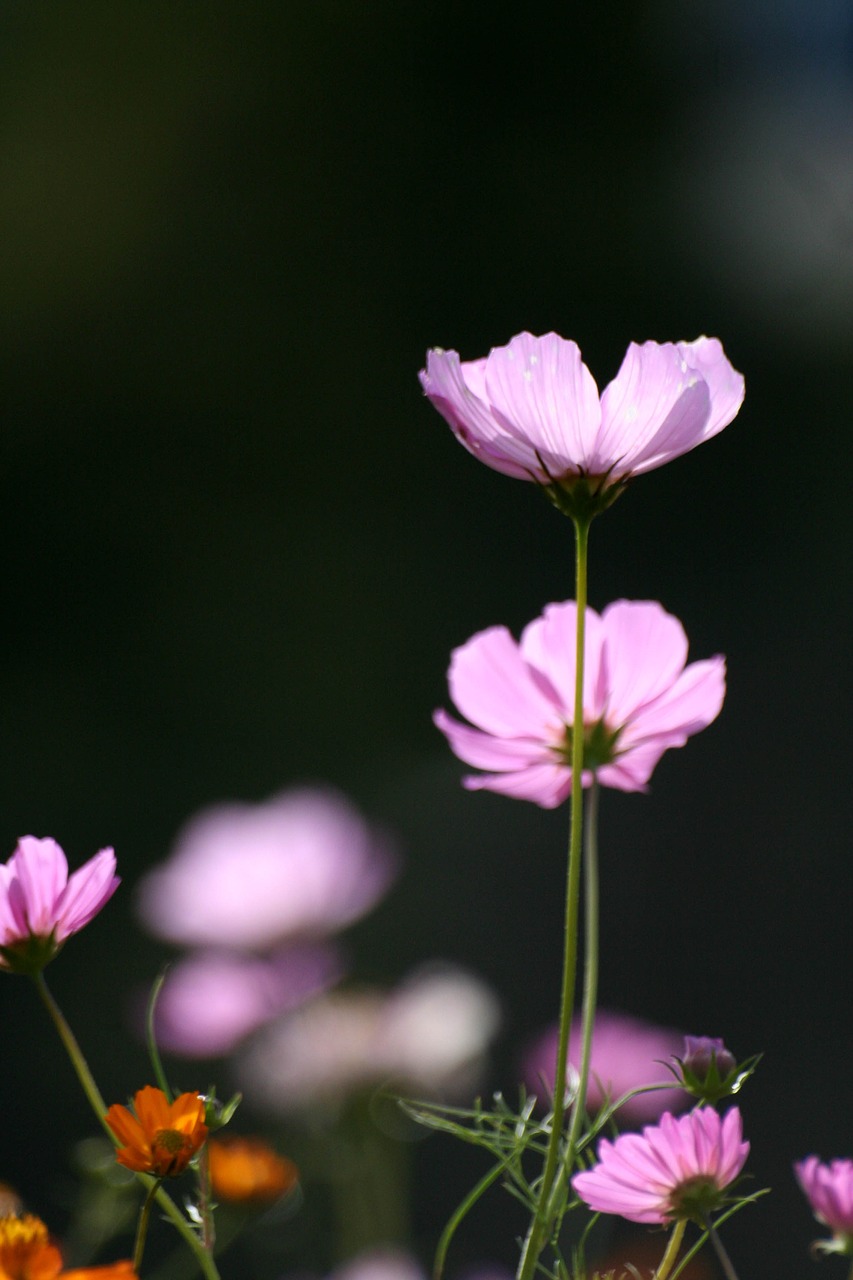 flowers  cosmos  autumn free photo