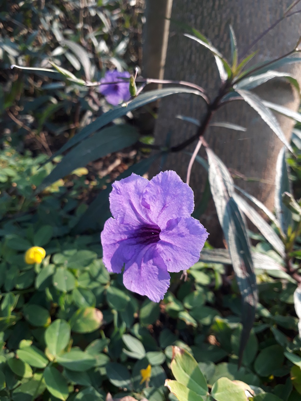 flowers  purple  green free photo