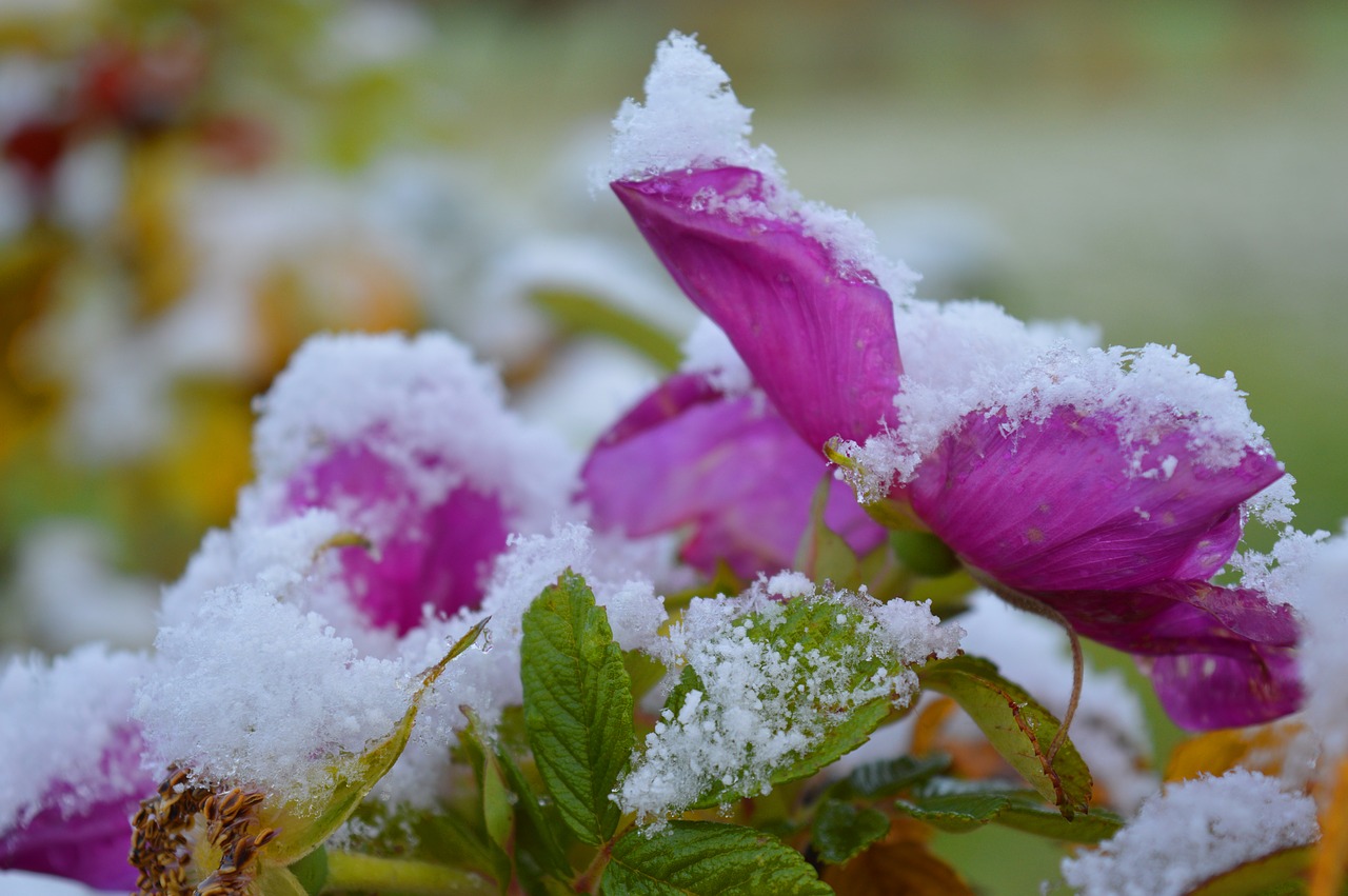 flowers  roses  rose petals free photo