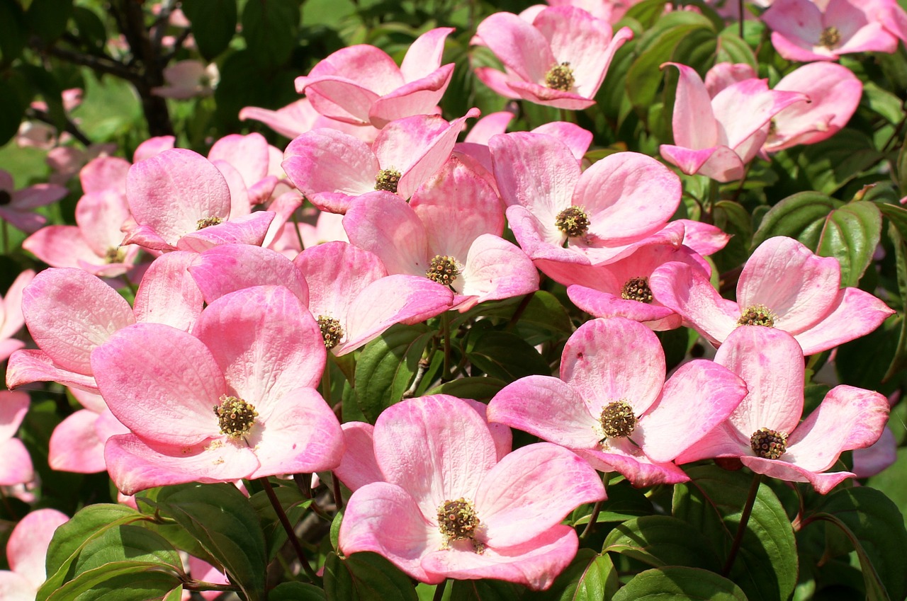 dogwood flowers pink free photo