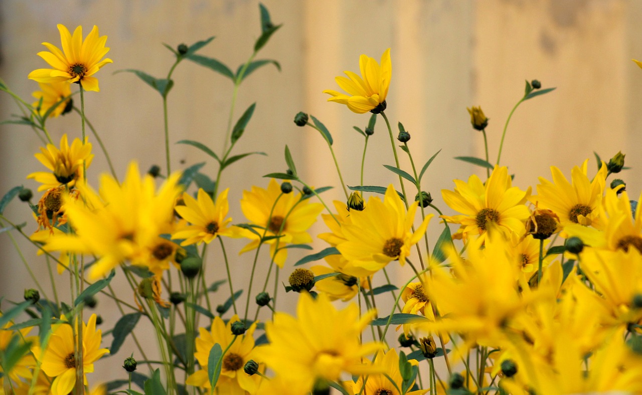 flowers  yellow  summer free photo