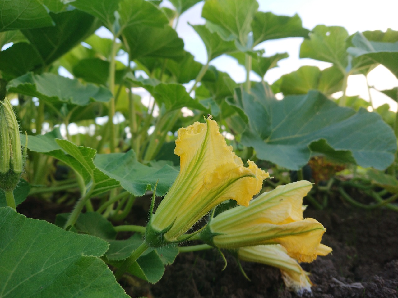 flowers  natural  pumpkin free photo