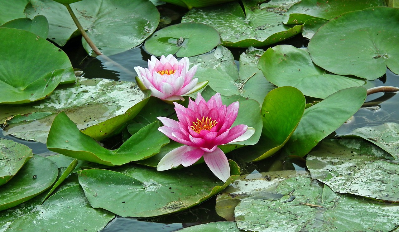 flowers  water lilies  water lily free photo