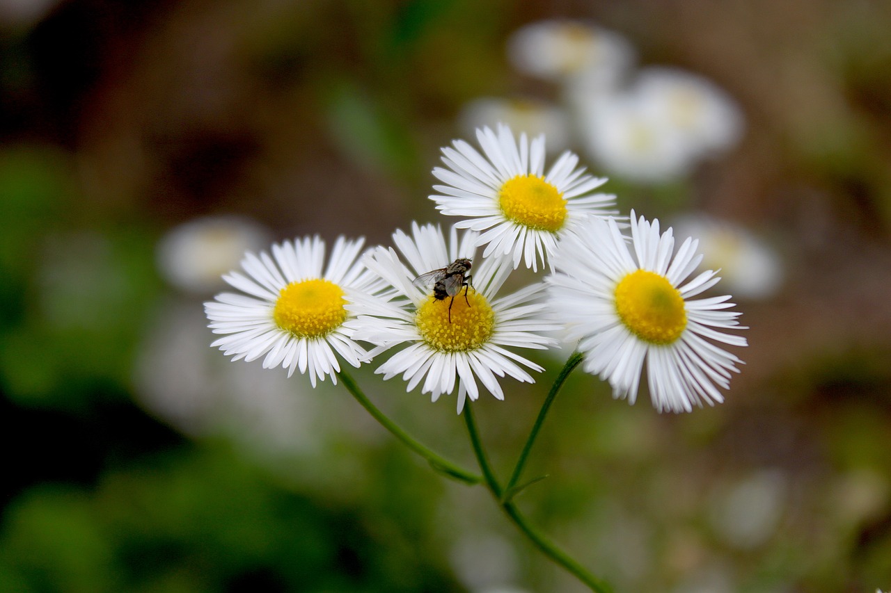 flowers  white  summer free photo