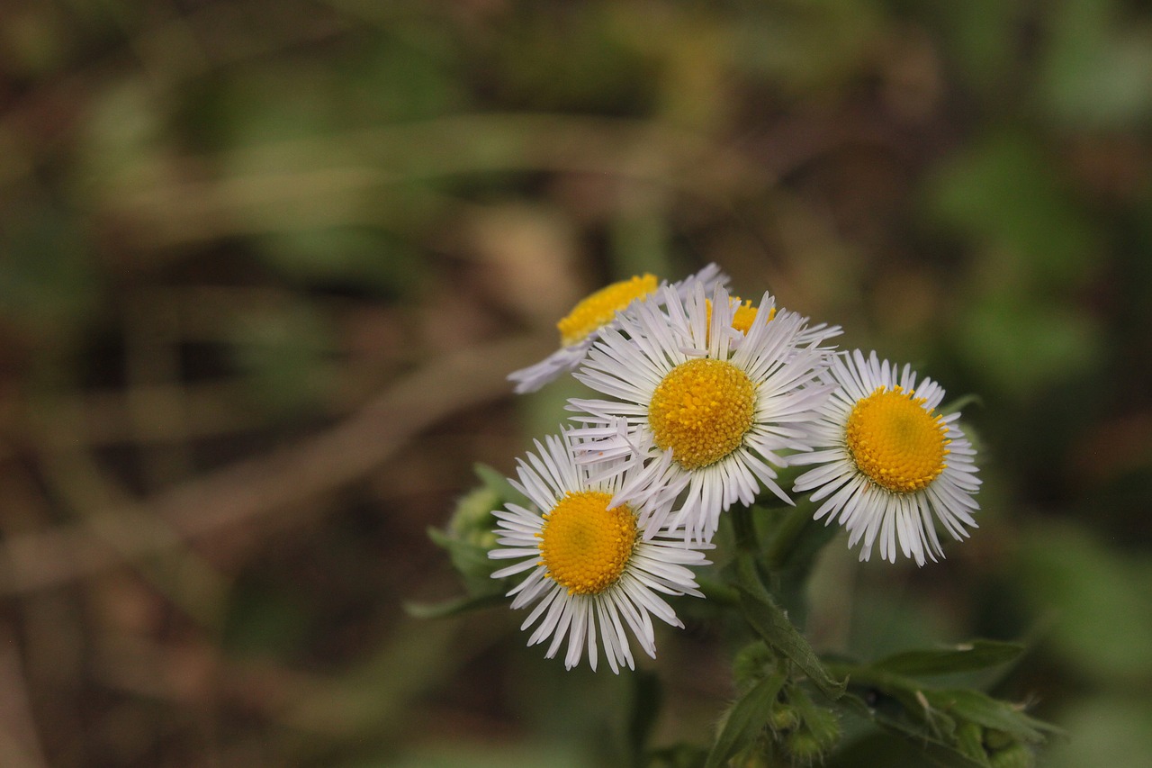 flowers  white  summer free photo