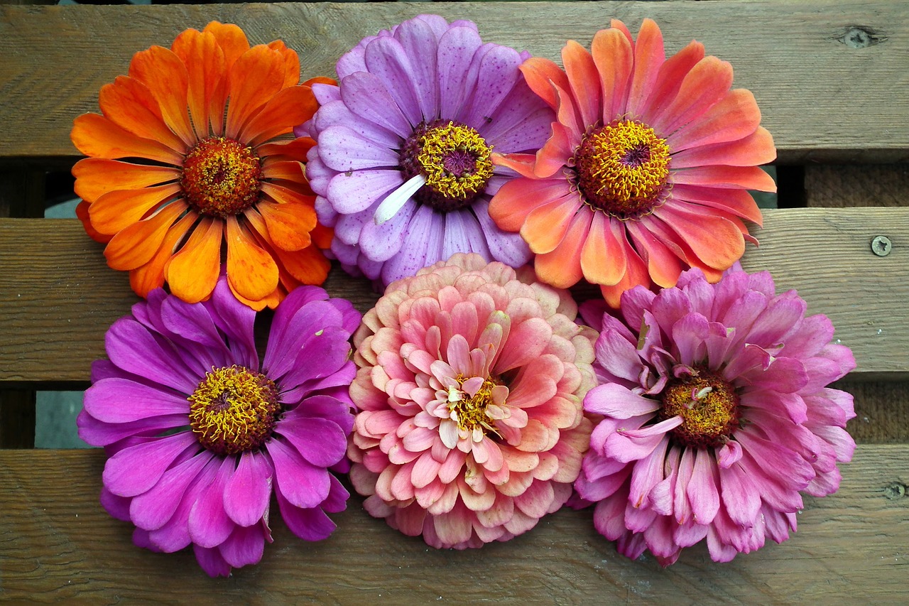 flowers  tin  colorful free photo