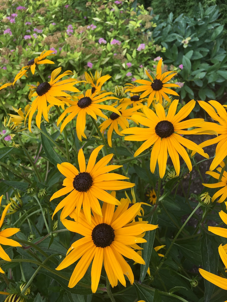 flowers  sun flower  summer free photo