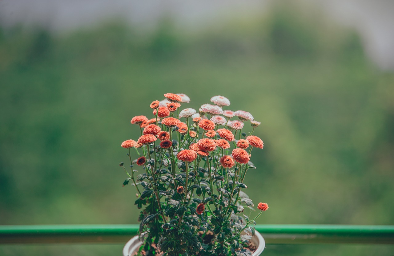 flowers  cute  spring free photo