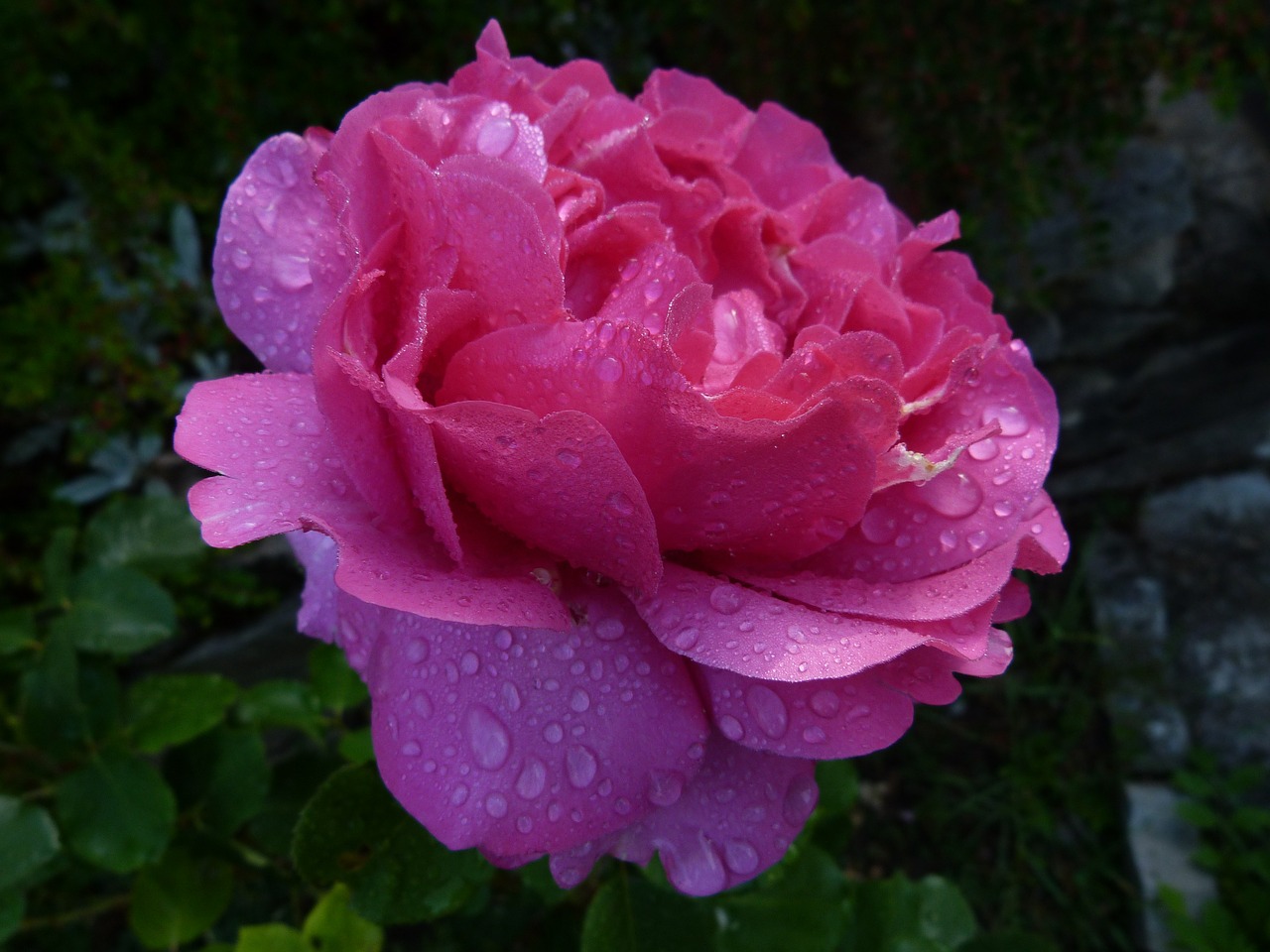 flowers pink macro free photo