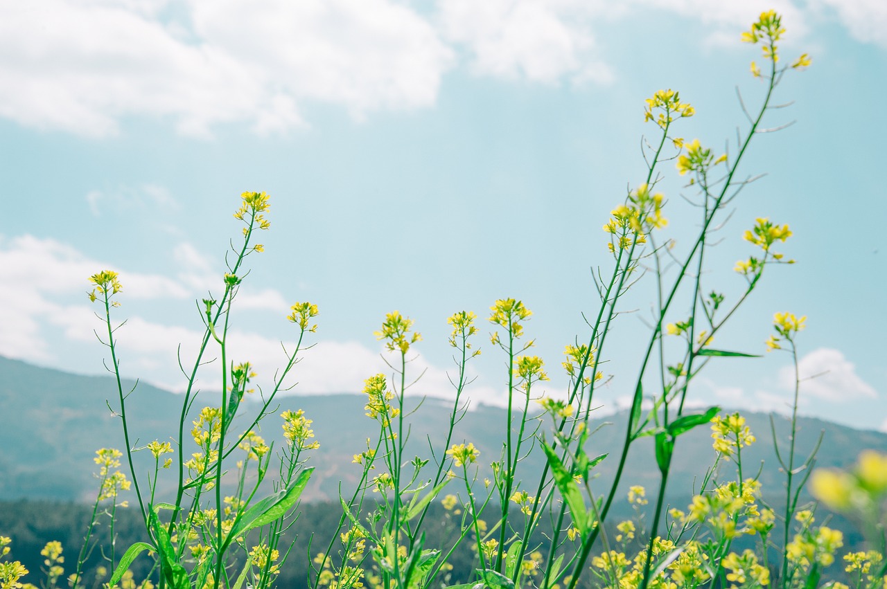 flowers  natural  blossom free photo